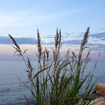 69710884_692288374581275_1619300213594259456_o-350x350