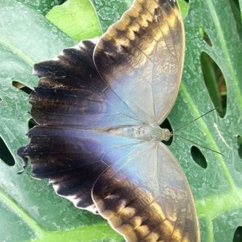 69822689_701905876952858_73231623348289536_o-350x350