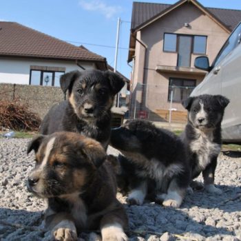 69900491_701381113672001_101882856258666496_o-350x350