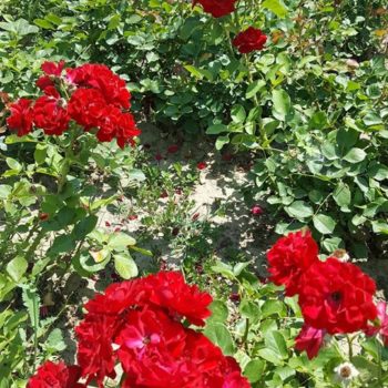 69933759_701905800286199_3039884221821747200_o-350x350