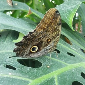 70180300_701905863619526_8027747927281631232_o-350x350