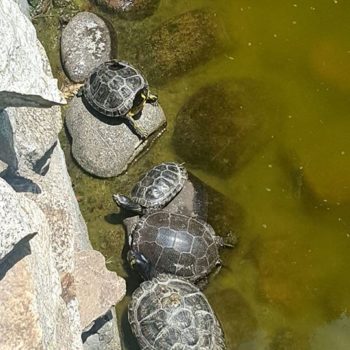 70230225_701905886952857_570381694247370752_o-350x350