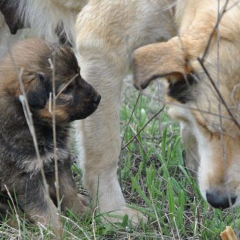 70325116_701381017005344_6501534287945269248_o-350x350