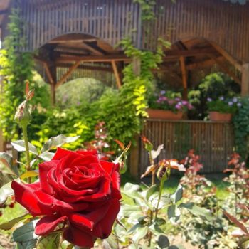 70355536_701905716952874_5410679712215203840_o-350x350