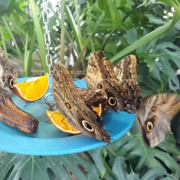 70380396_701905780286201_513898965884731392_o-350x350