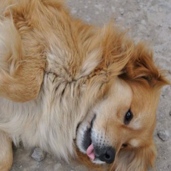 70450028_701381033672009_3437967302920765440_o-350x350