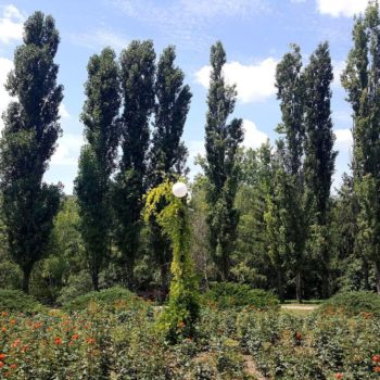 71310671_701905773619535_1814678546472239104_o-350x350