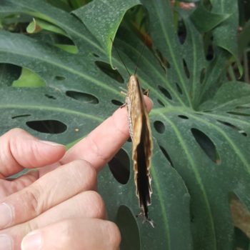 117591076_955554134921363_4342529306492468120_o-350x350