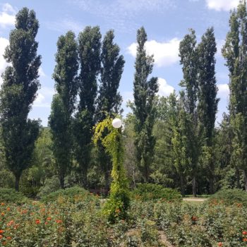 117594443_955554284921348_7725265034898011835_o-350x350