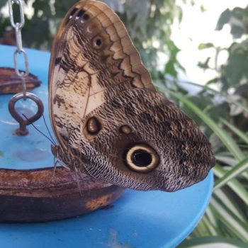 117609076_955554018254708_7740031736024606111_o-350x350