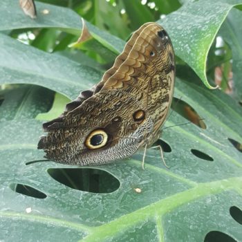 117637951_955554164921360_6074675490527263566_o-350x350