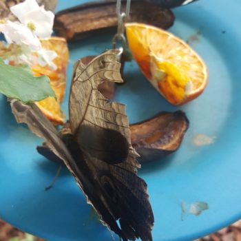 117641067_955553928254717_2644395829314247550_o-350x350