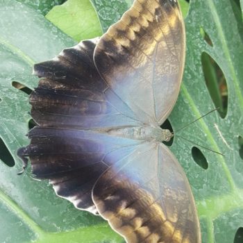 117643920_955554221588021_5188921545482612214_o-350x350