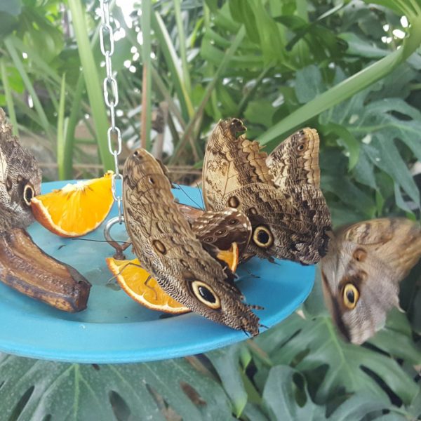 117594711_955553731588070_2600805270831291796_o-1-600x600