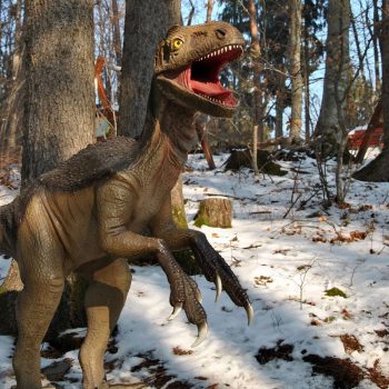 dinoparc_rasnov111-350x350-1