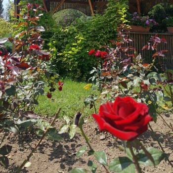 gradina_botanica_galati11-350x350-1