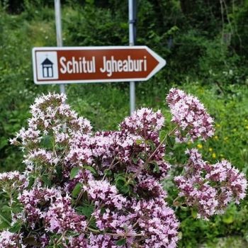 la_jgheaburi4-350x350-1