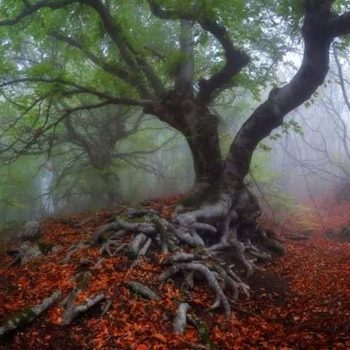 padurea_hoia_baciu2-350x350-1