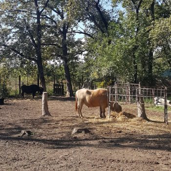 zoo_braila_thumb-350x350-1