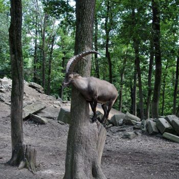 zoo_targu_mures111-350x350-1