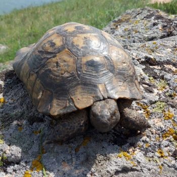 muntii_macinului10-350x350