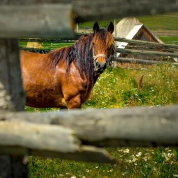 jud_cluj_aug1-350x350