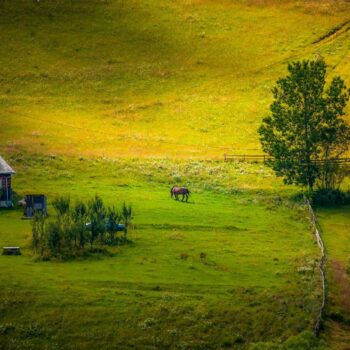 jud_cluj_aug3-350x350