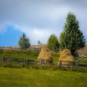 jud_cluj_aug5-350x350