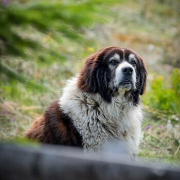 jud_cluj_aug8-350x350