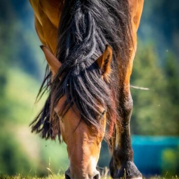 romania_sept2-350x350