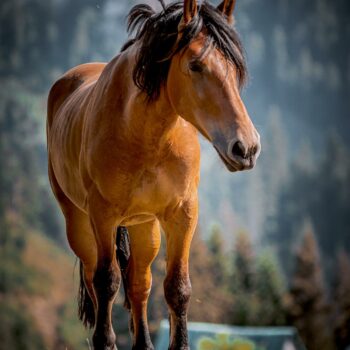 romania_sept6-350x350