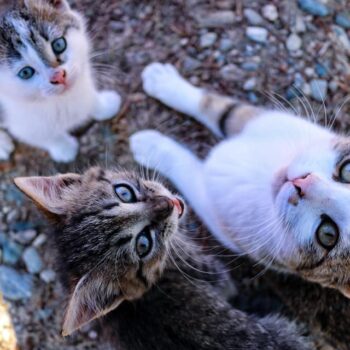 romania_sept8-350x350