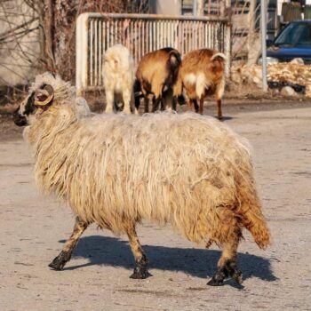 romania_sept9-350x350