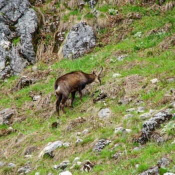 Buila-Vânturariţa1-350x350