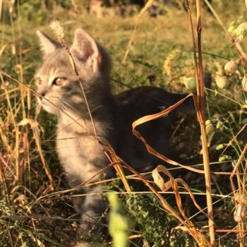 camping_bacau17-350x350