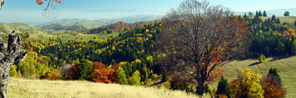 carpaten-garden-slide-1024x341-1