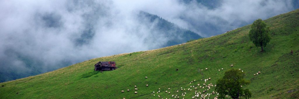 nature-slide-01-1024x341-1