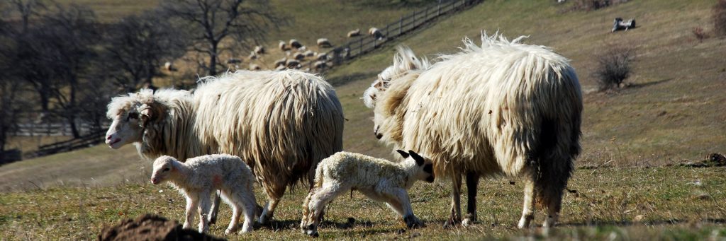 nature-slide-18-1024x341-1