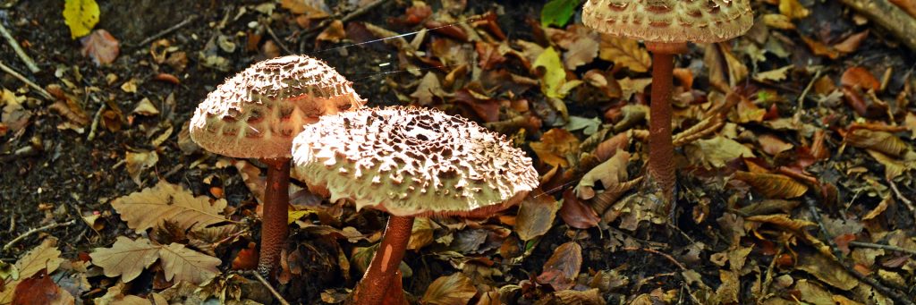 nature-slide-41-1024x341-1