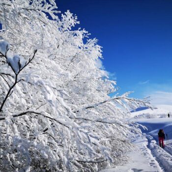 pasul_valcan11-350x350