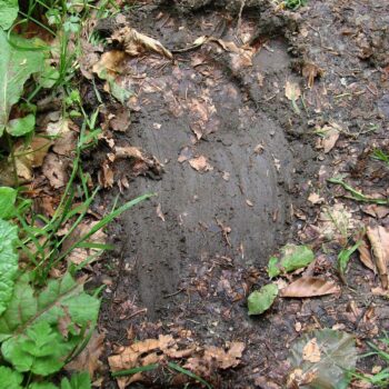 piatra_craiului6-350x350