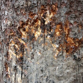 piatra_craiului7-350x350