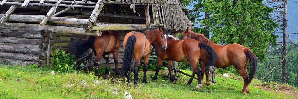 ridding-slide-02-1024x341-1