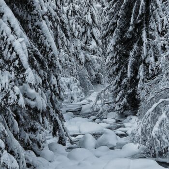 winter-jietului-350x350