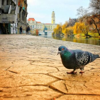 Oradea_oras6-350x350