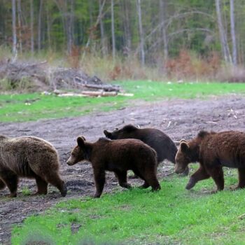 obs_de_ursi2-350x350