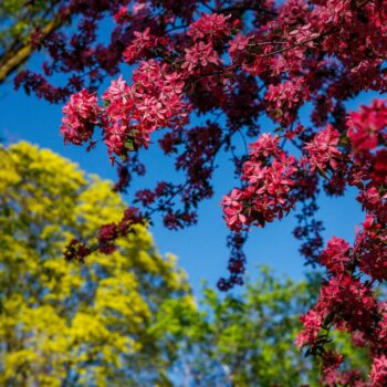 primavara_cluj-350x350