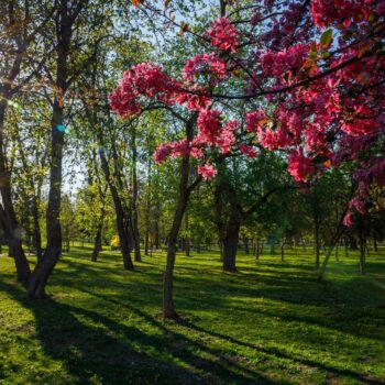 primavara_cluj10-350x350