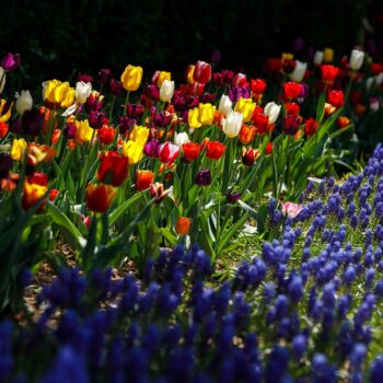 primavara_cluj6-350x350