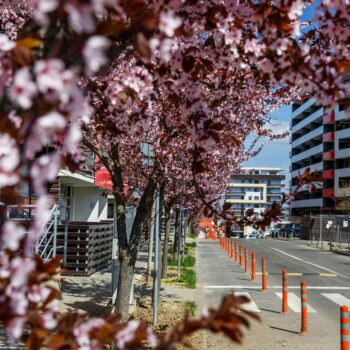 primavara_cluj7-350x350